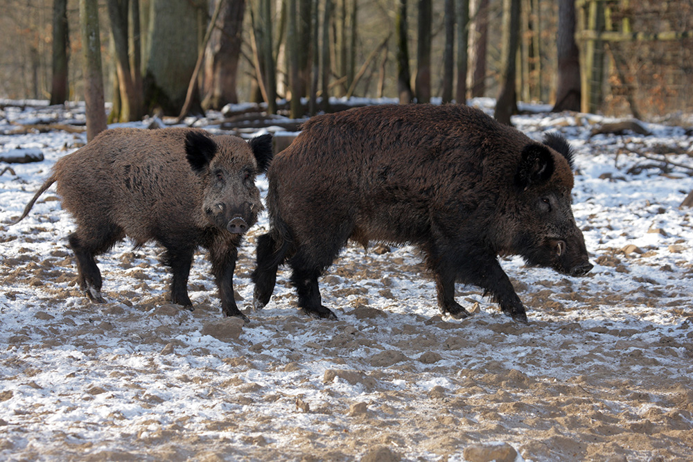 Wildschweine (c)