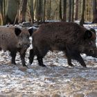 Wildschweine (c)