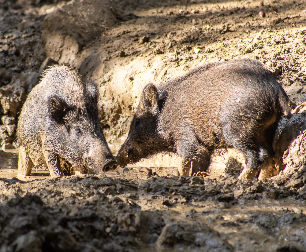 Wildschweine