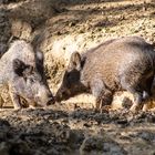 Wildschweine