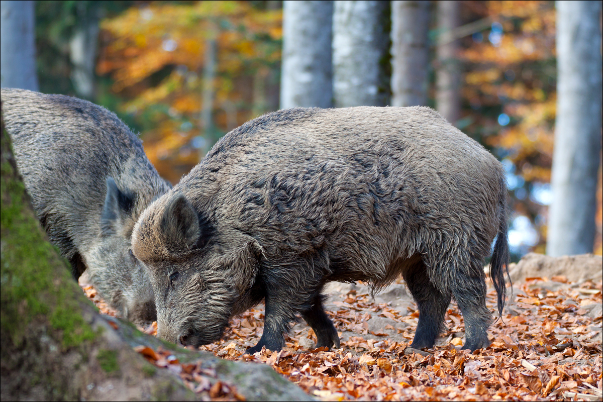 Wildschweine