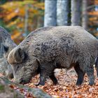 Wildschweine