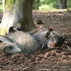 Wildschweine