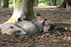 Wildschweine