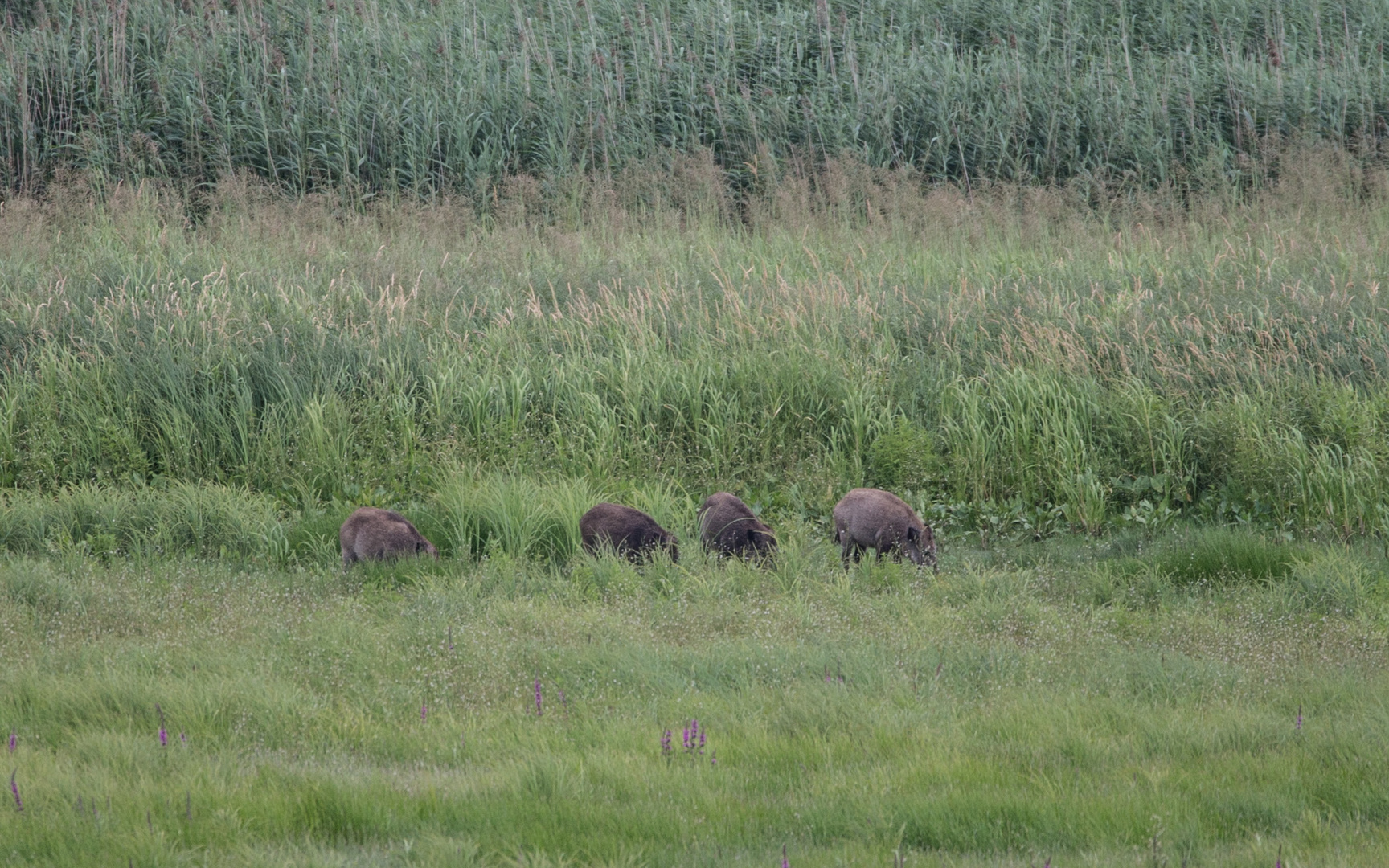 Wildschweine