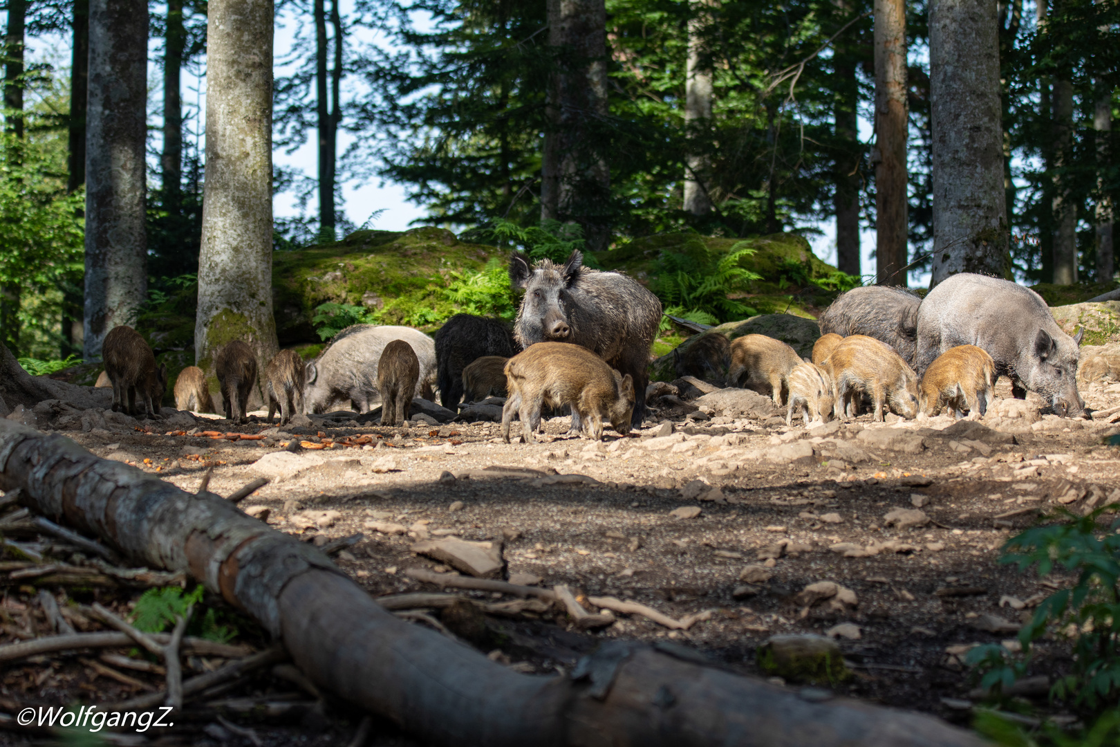 Wildschweine