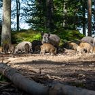 Wildschweine