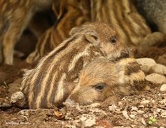 Wildschweine-Frischlinge