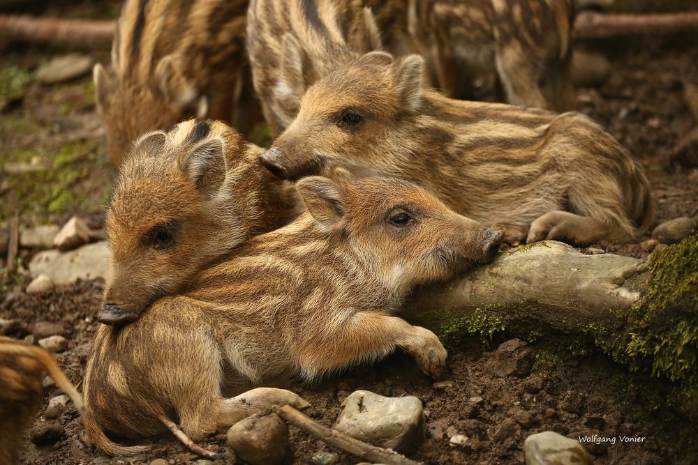 Wildschweine-Frischlinge Foto &amp; Bild | natur, zoo, tiere Bilder auf ...