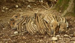 Wildschweine-Frischlinge