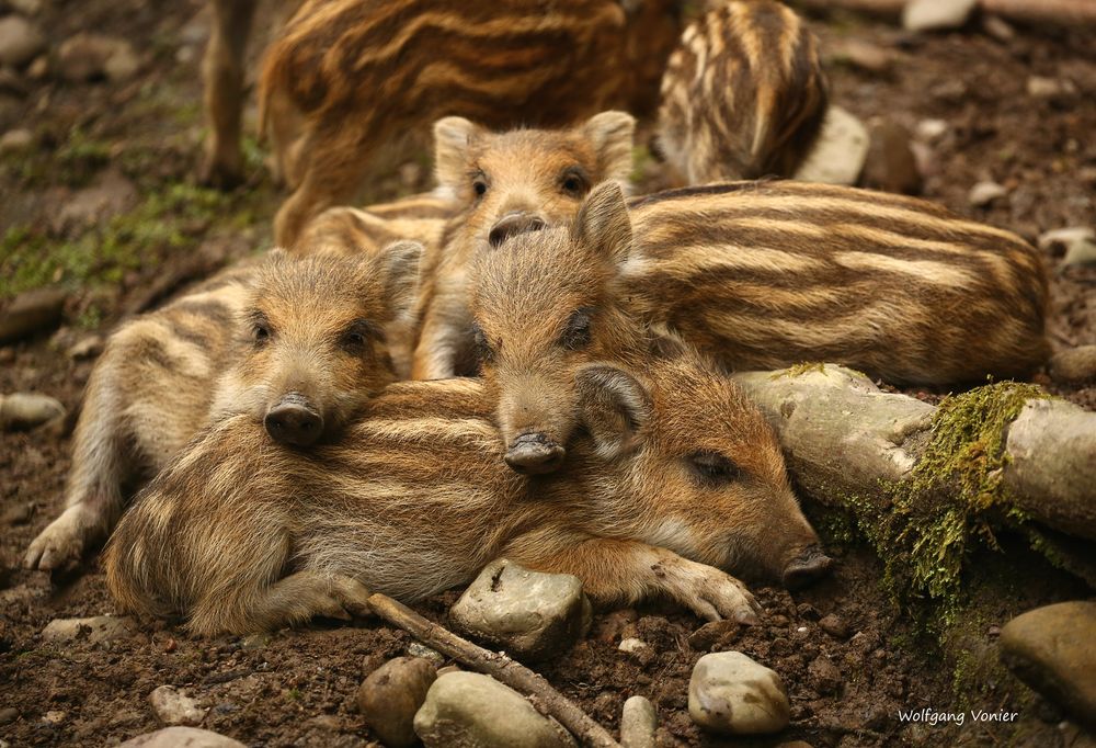 Wildschweine-Frischlinge