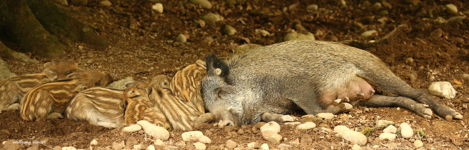 Wildschweine-Frischlinge mit Mutter