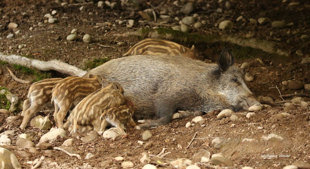 Wildschweine-Frischlinge mit Muttertier