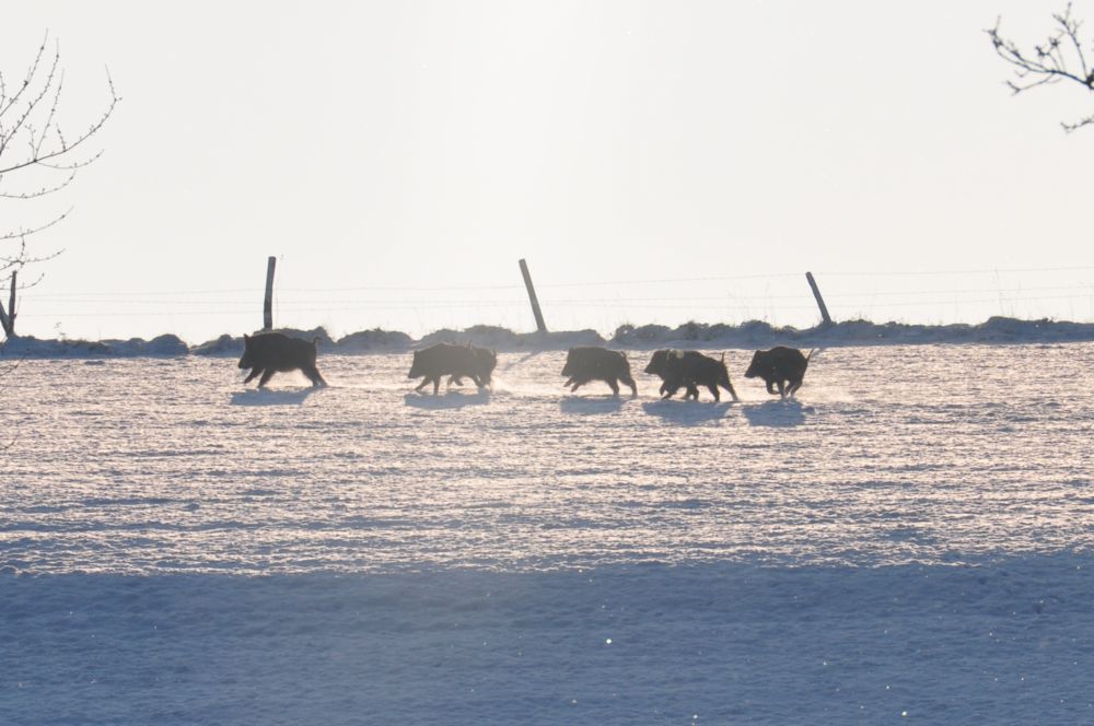 Wildschweine im Bergischen Land