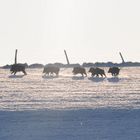 Wildschweine im Bergischen Land