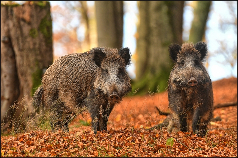 Wildschweine im Buchenwald
