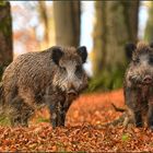 Wildschweine im Buchenwald