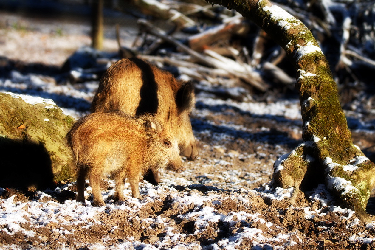 Wildschweine im frostigen Sauerland