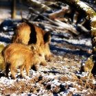 Wildschweine im frostigen Sauerland