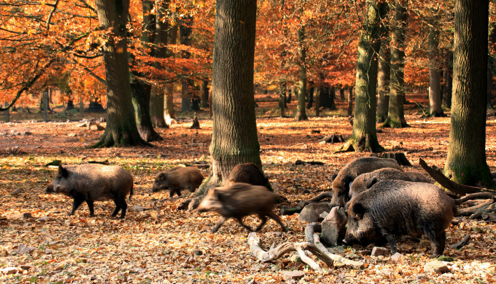 -Wildschweine im Herbstwald-