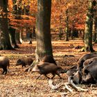 -Wildschweine im Herbstwald-