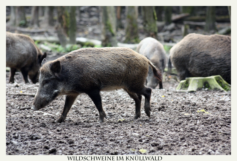 Wildschweine im Knüllwald