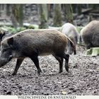 Wildschweine im Knüllwald