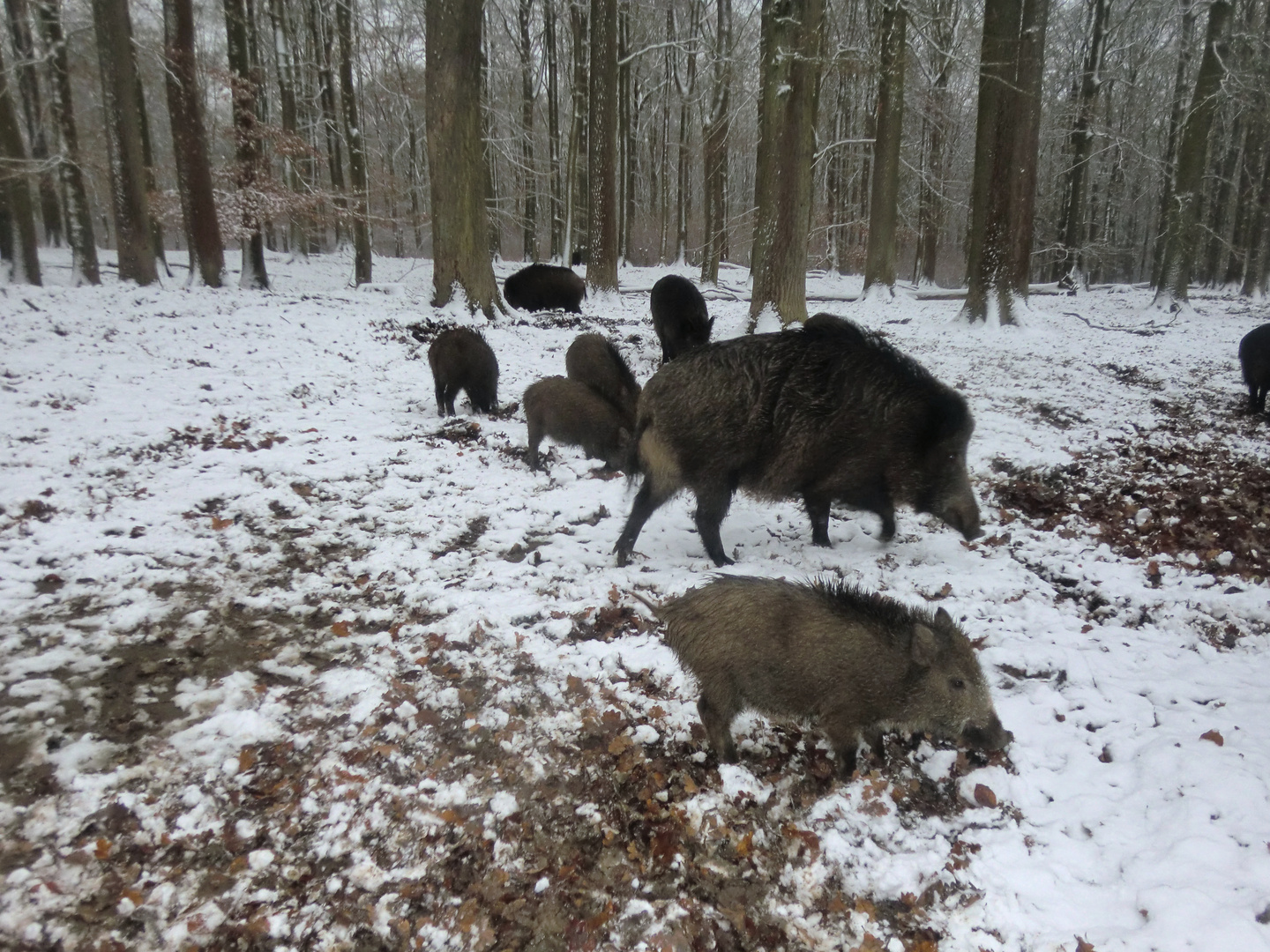 Wildschweine im Reinhardswald