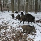 Wildschweine im Reinhardswald