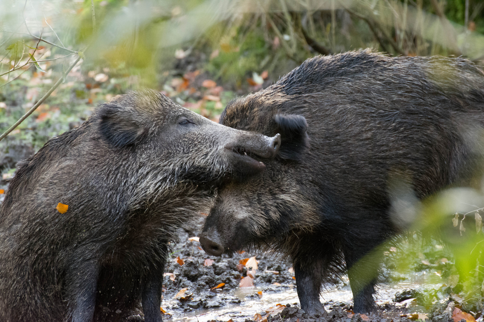 Wildschweine im Sauerland/Alme - 26.10.13