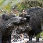 Wildschweine im Sauerland/Alme - 26.10.13