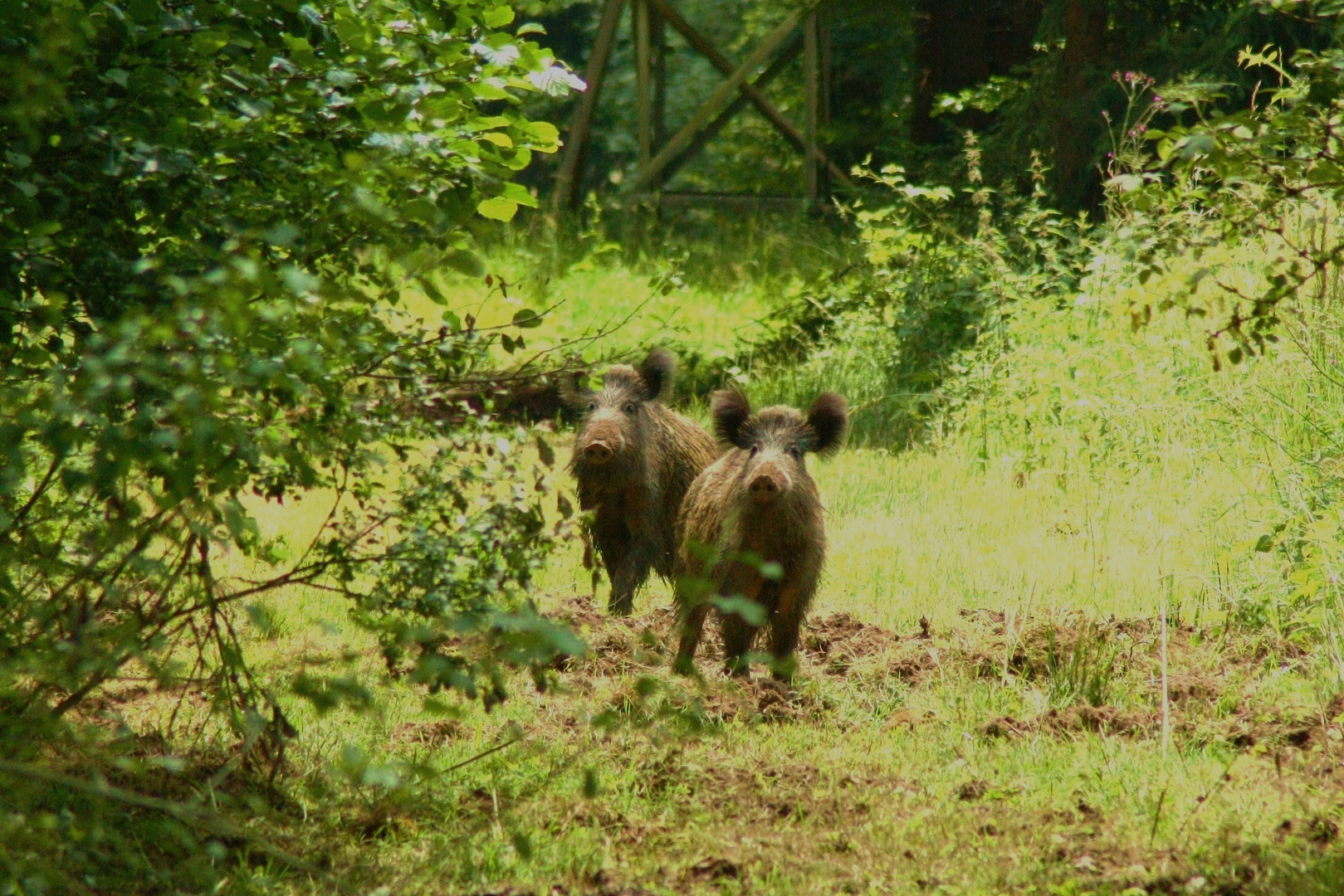 Wildschweine im Schäfer