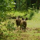 Wildschweine im Schäfer