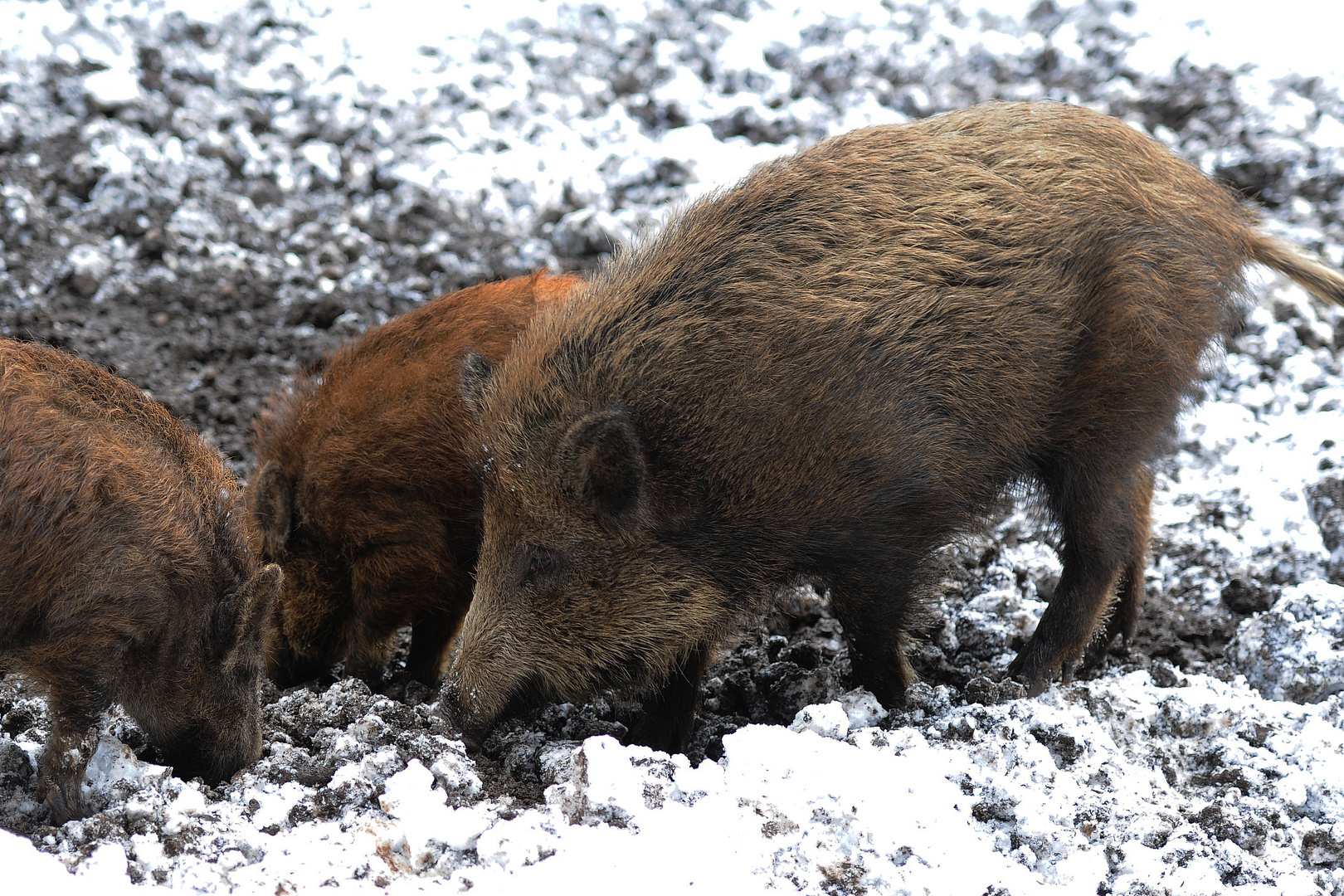 Wildschweine im Schnee