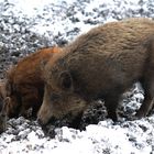 Wildschweine im Schnee