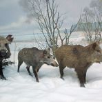 Wildschweine im Schnee