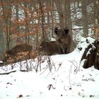 Wildschweine im Schnee!