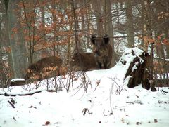 Wildschweine im Schnee!