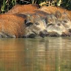 Wildschweine im See