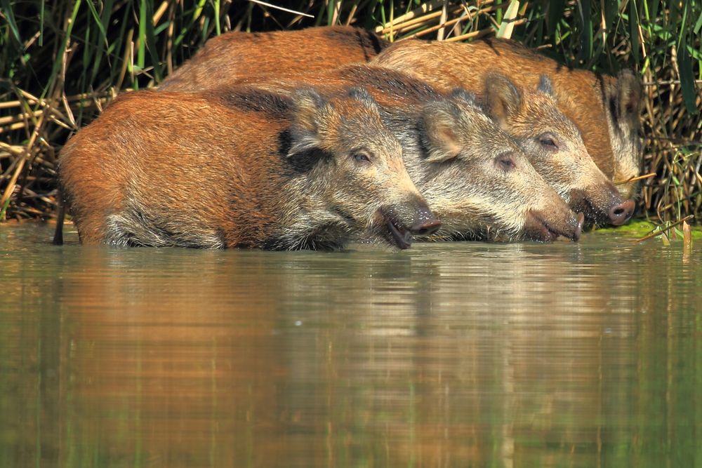 Wildschweine im See