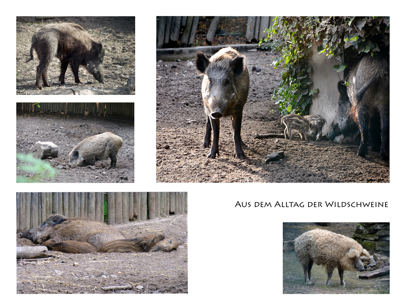 Wildschweine im Tierpark Mainz