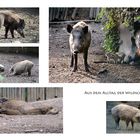 Wildschweine im Tierpark Mainz