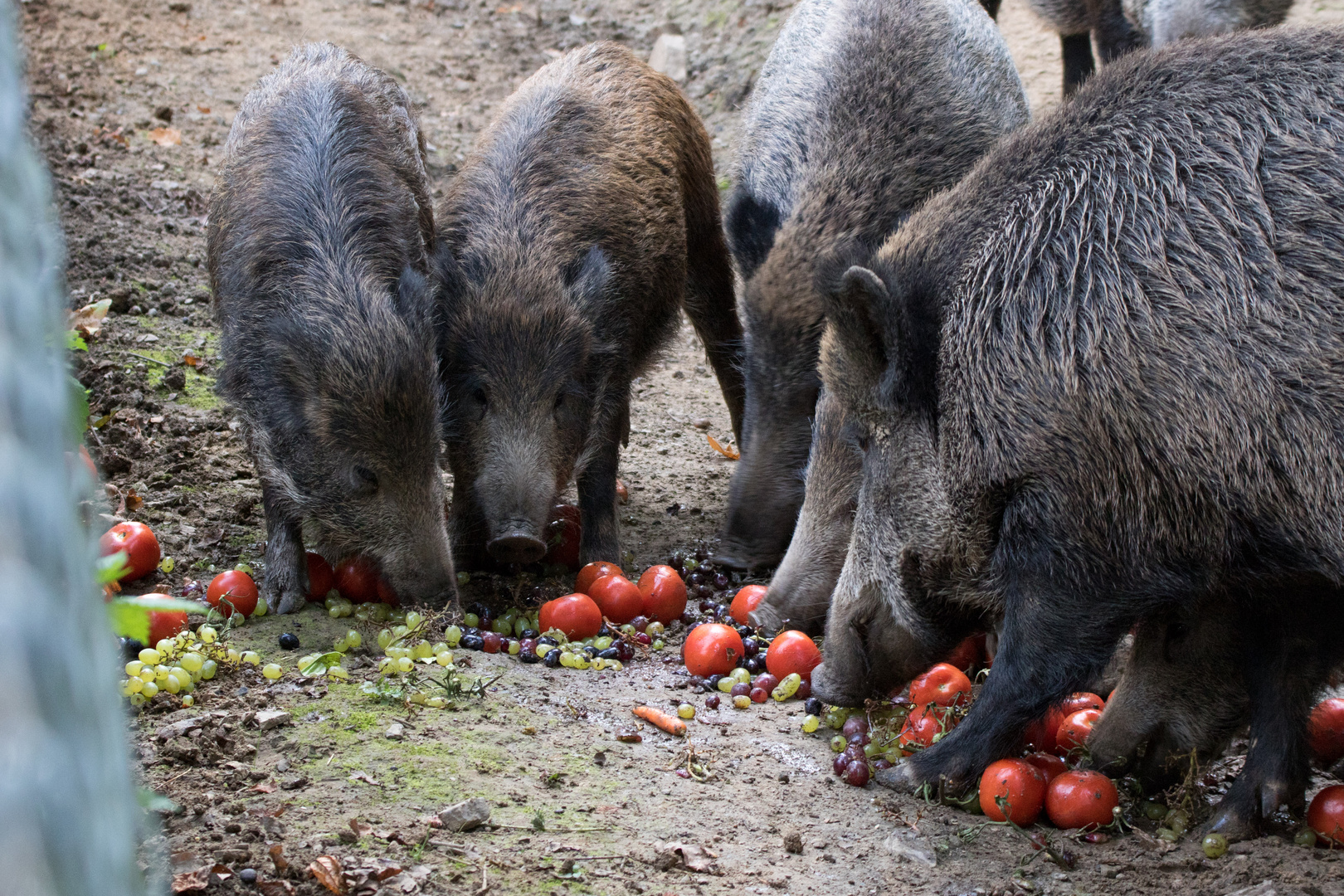 Wildschweine im Tierpark Sababurg