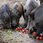 Wildschweine im Tierpark Sababurg