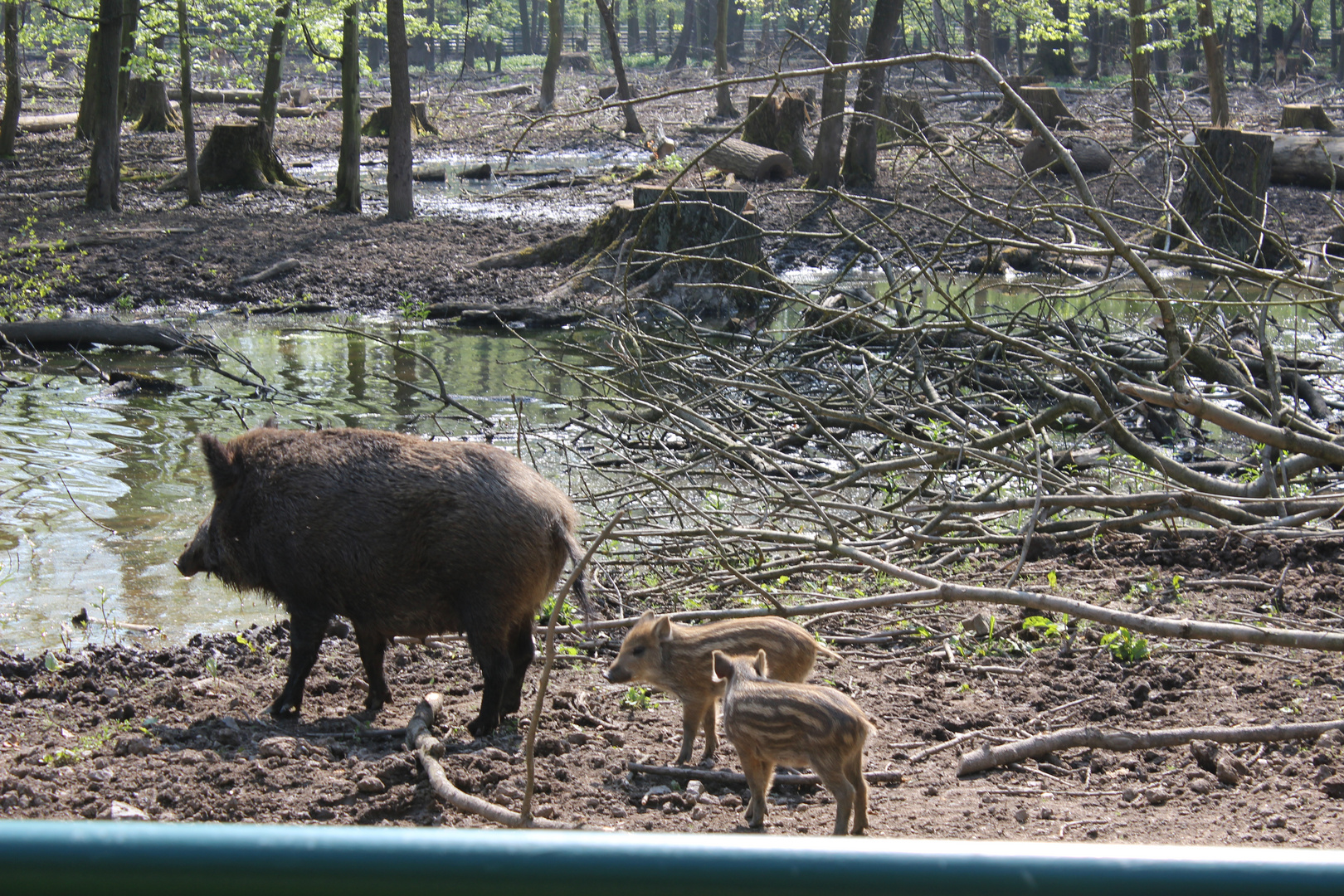Wildschweine im Wildpark