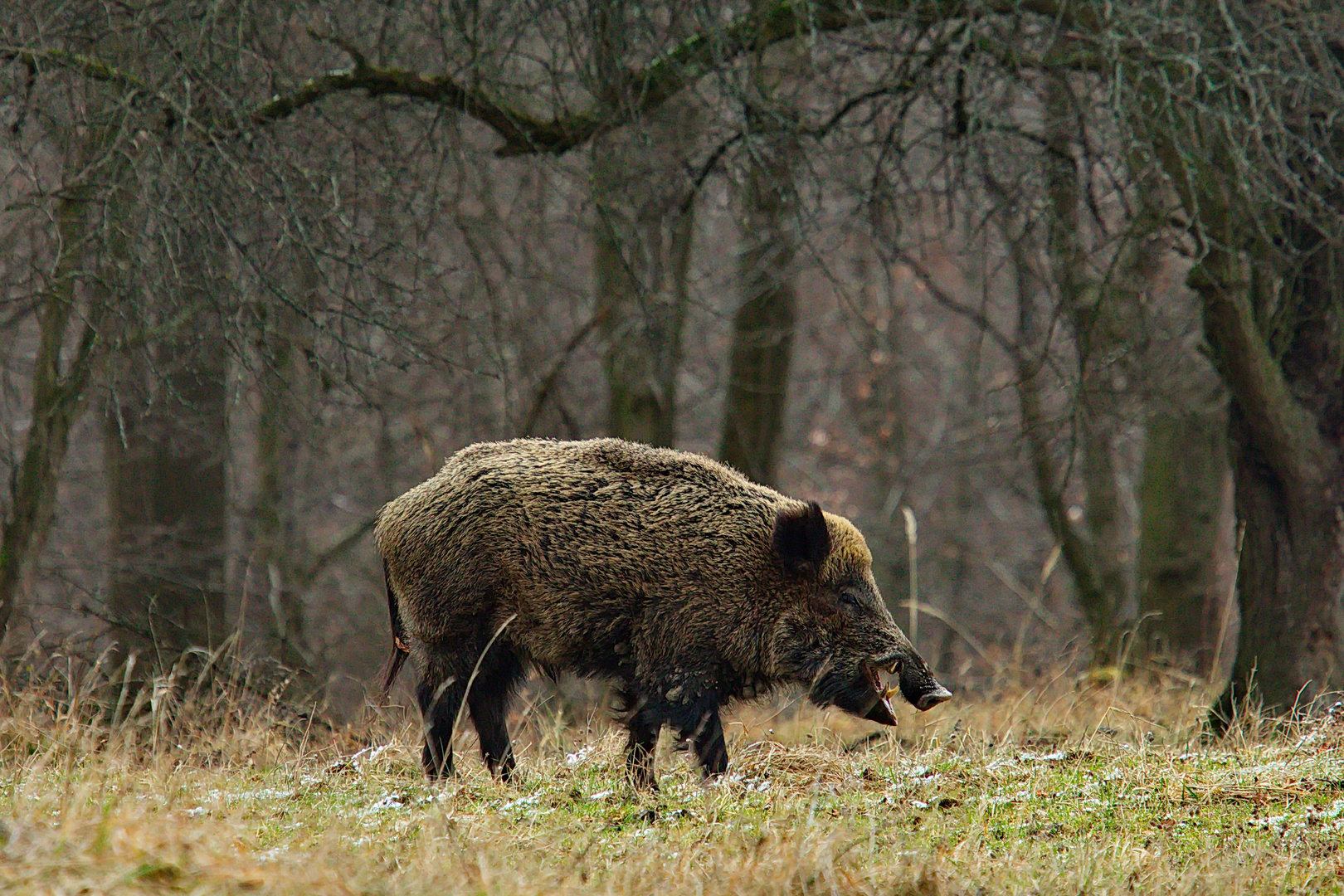 Wildschweine im winterlichen Lainzer Tiergarten