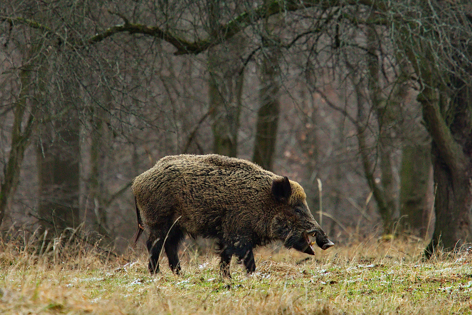 Wildschweine im winterlichen Lainzer Tiergarten Foto & Bild | tiere ...