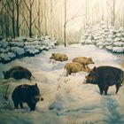 Wildschweine im winterlichen Odenwald