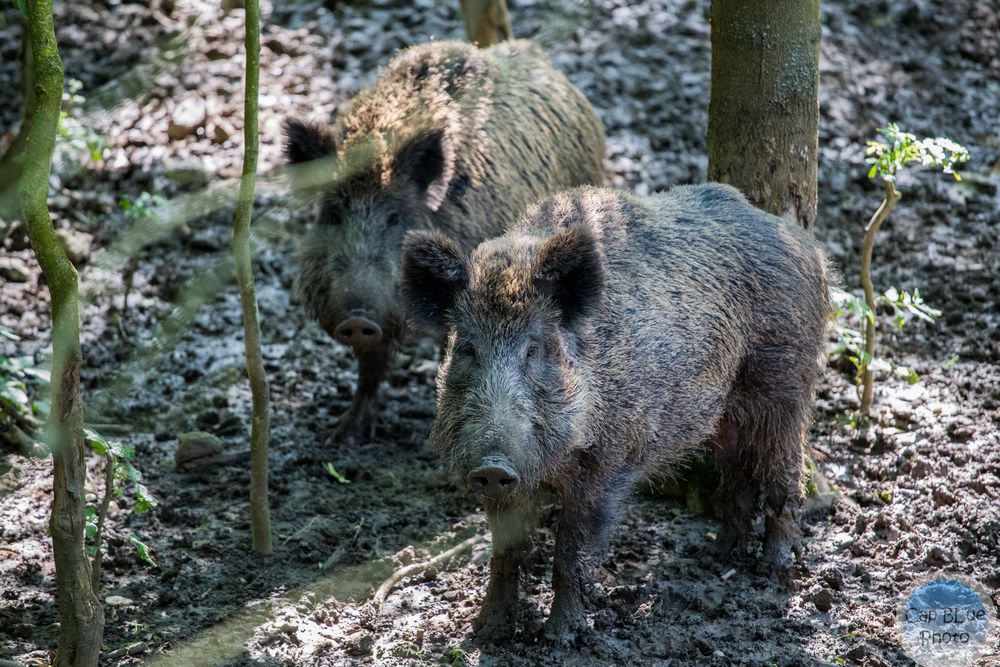 Wildschweine im Wormser Zoo