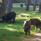 Wildschweine in freier Wildbahn auf der Promenade in Heringsdorf (Ostsee)